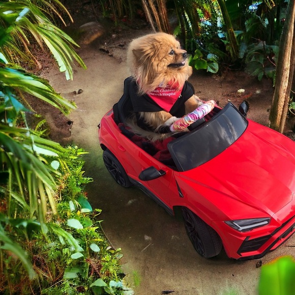 Meet your Posher, Rocco - Picture 9 of 12